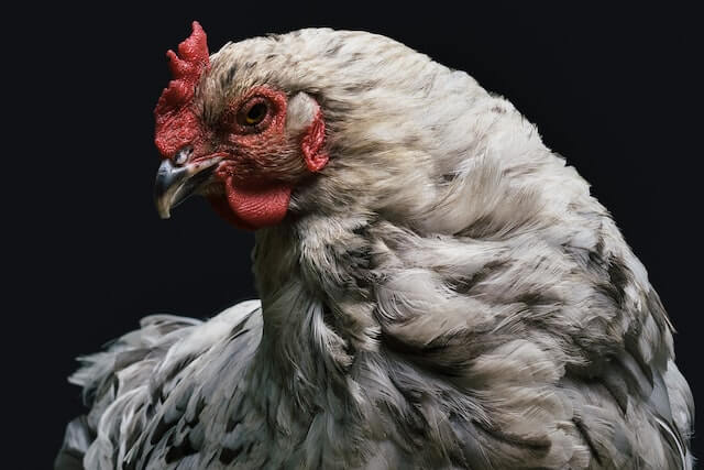  Comment prévenir les maladies des poules ?