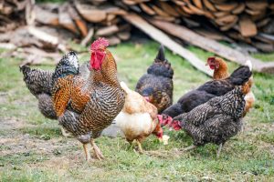 Enclos à poules : les meilleures solutions pour l'aménager