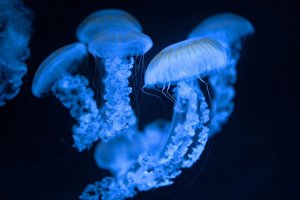 Aquarium axolotl : comment choisir le bon aquarium ?